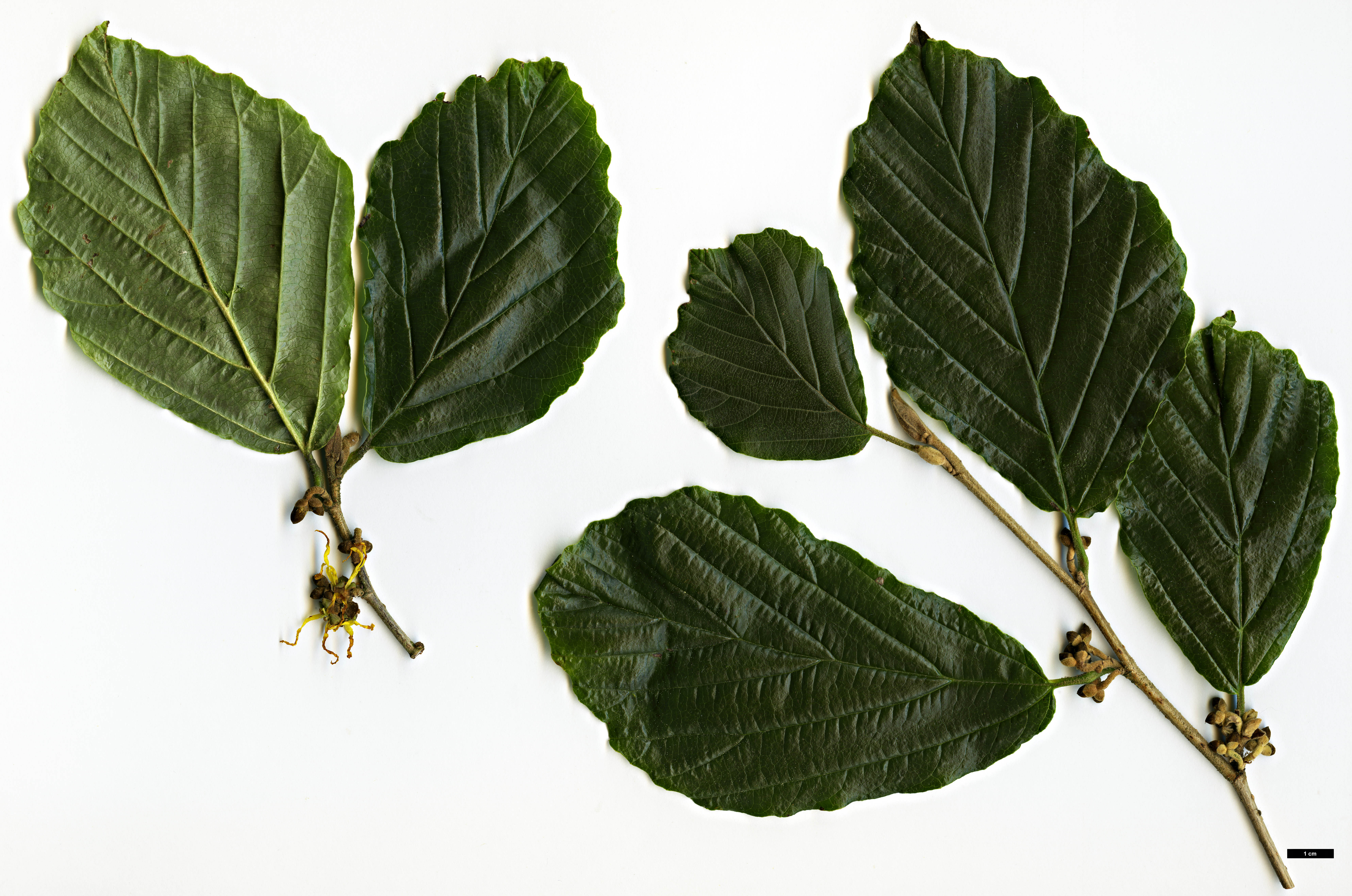 High resolution image: Family: Hamamelidaceae - Genus: Hamamelis - Taxon: japonica - SpeciesSub: var. arborea